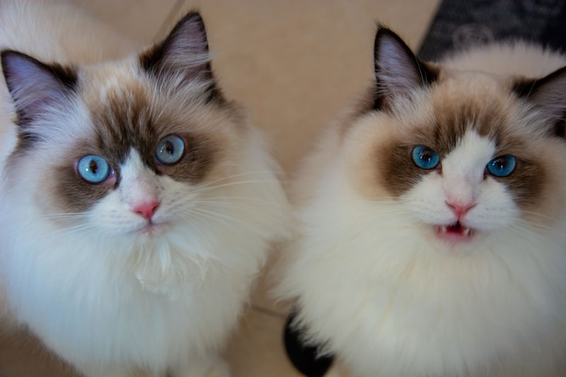 Felinos de ojos seductores