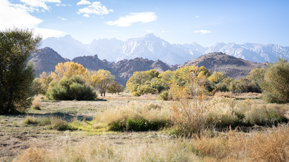 a grassy field with mountains in the background