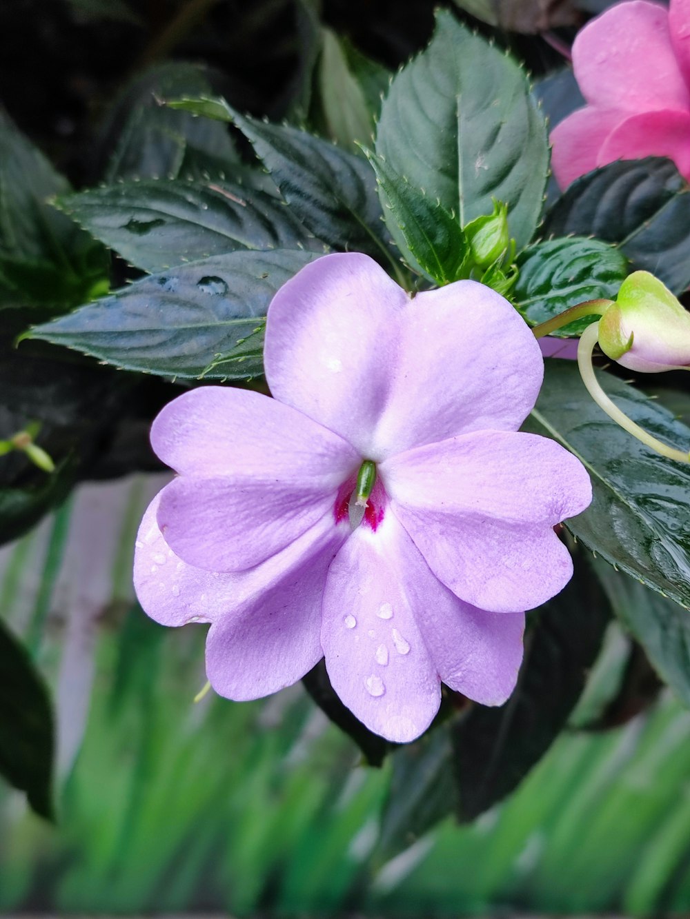 a close up of a purple flower with green leaves