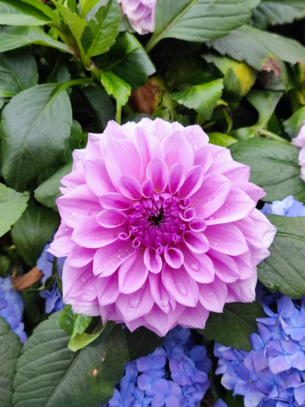 una flor púrpura rodeada de flores azules y moradas