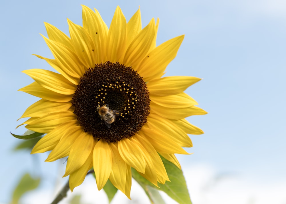 a large sunflower with a bee on it