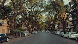 a street lined with parked cars next to tall trees
