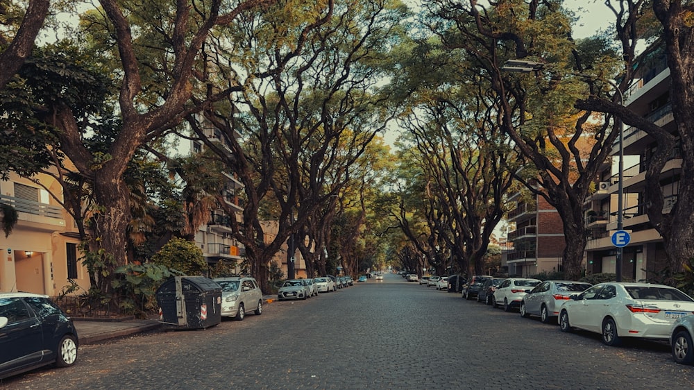 a street lined with parked cars next to tall trees
