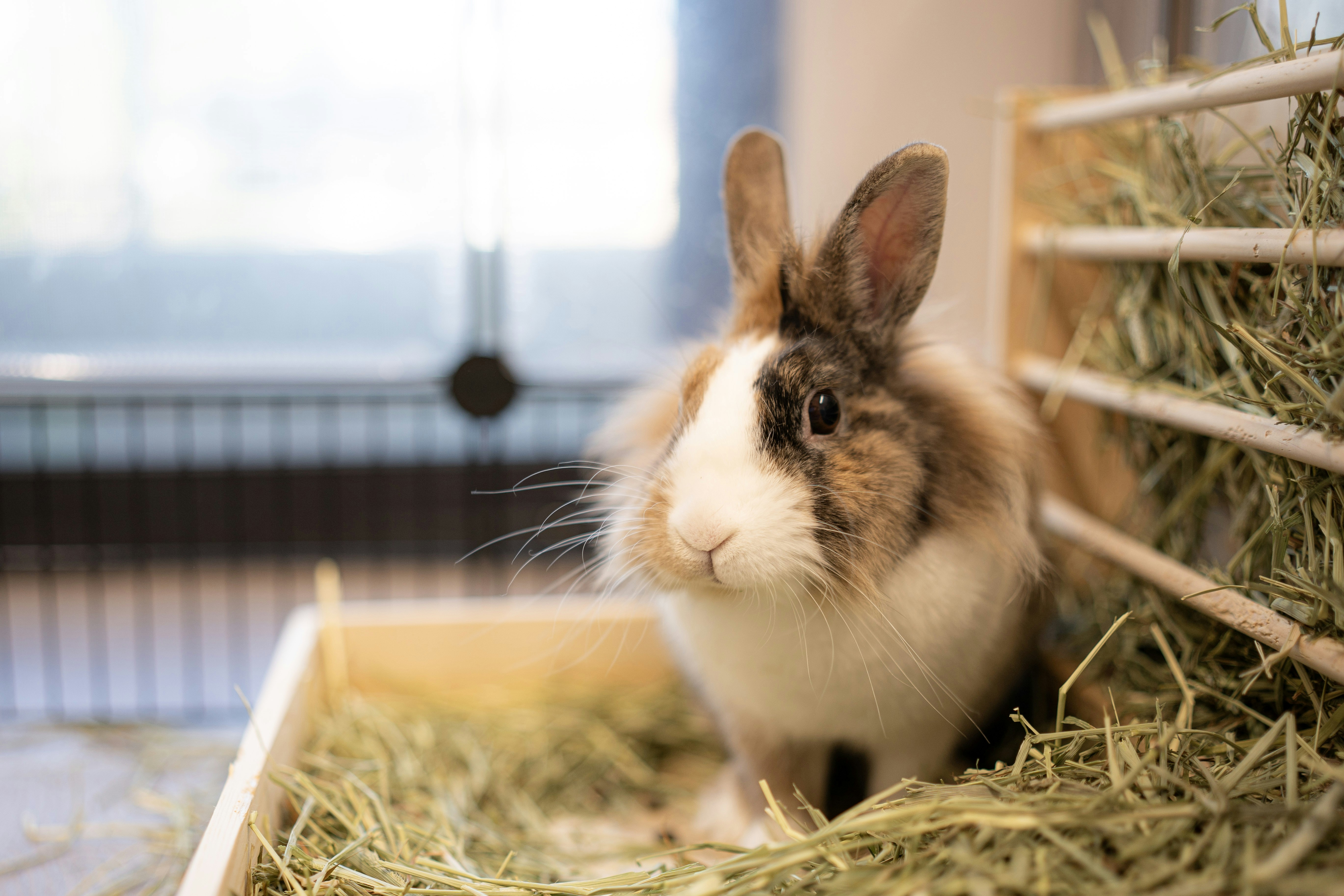 a rabbit is sitting in a cage full of hay