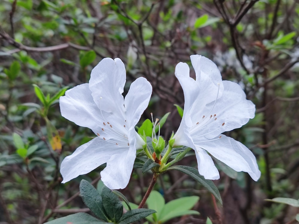 two white flowers with green leaves in the background