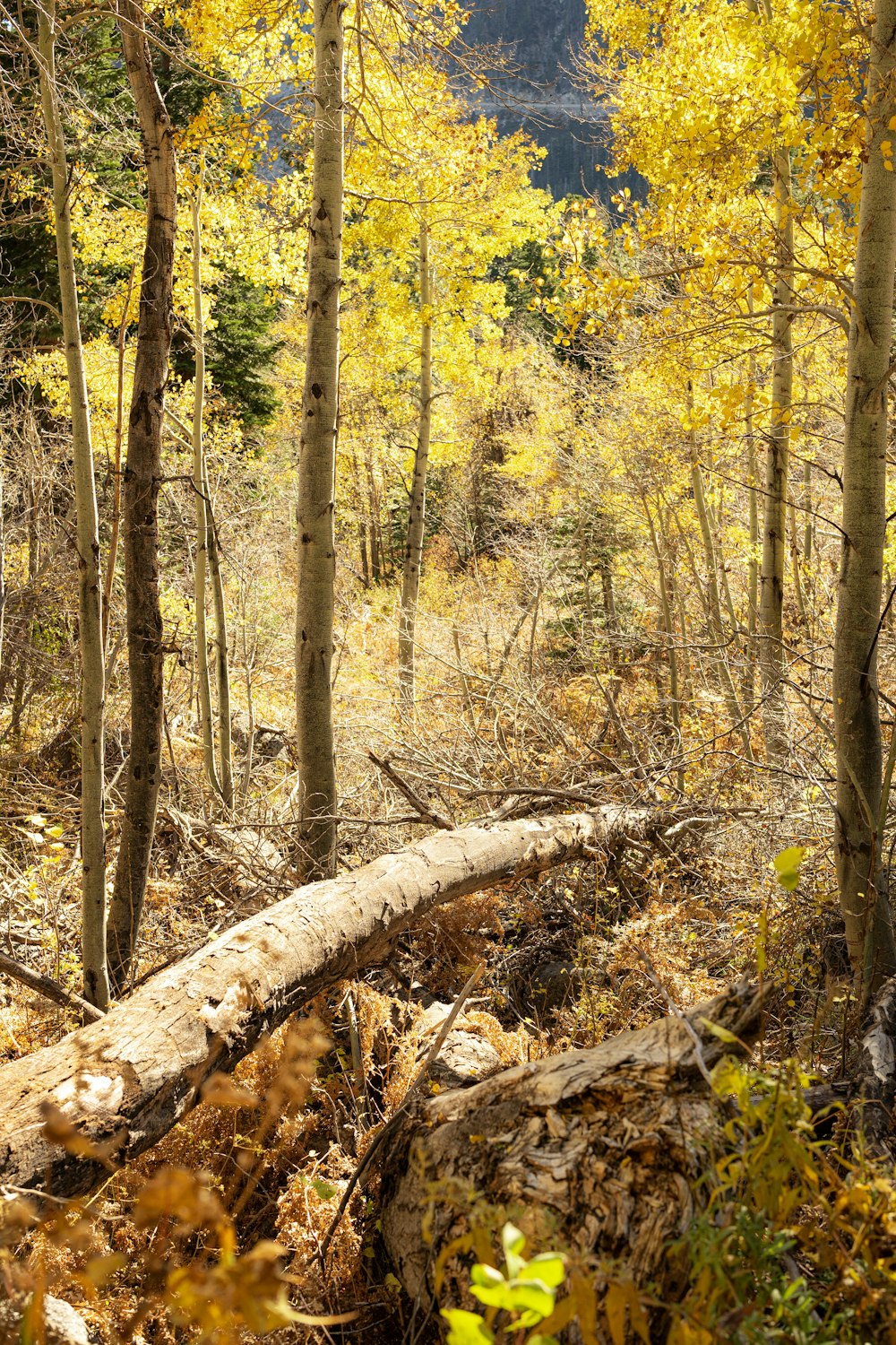 a fallen tree in the middle of a forest