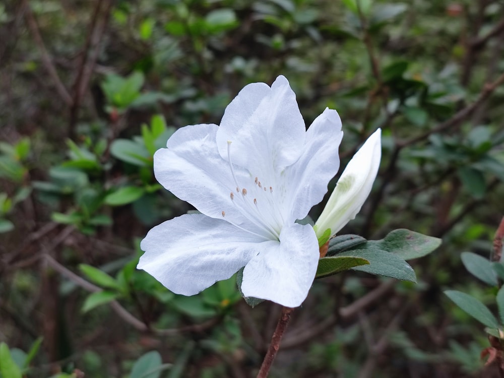 a white flower with green leaves in the background