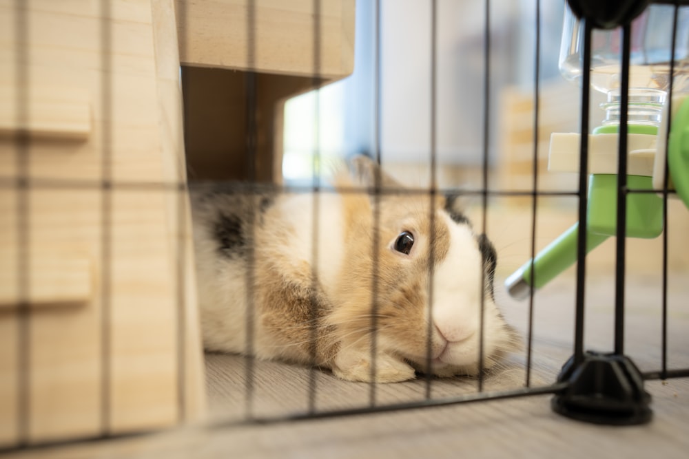 a rabbit in a cage with a toy on the floor