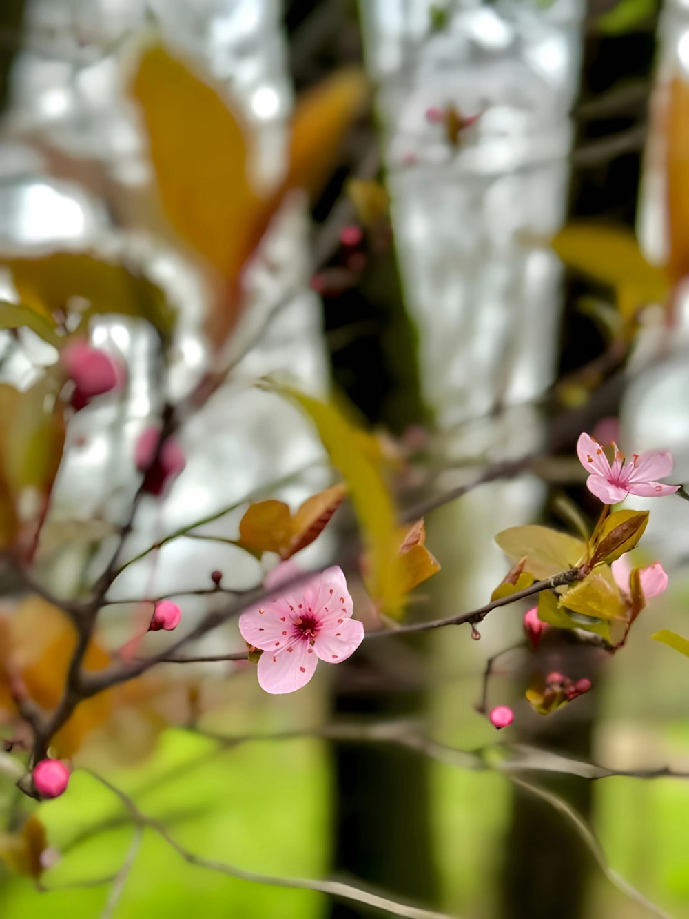 a branch of a tree with pink flowers