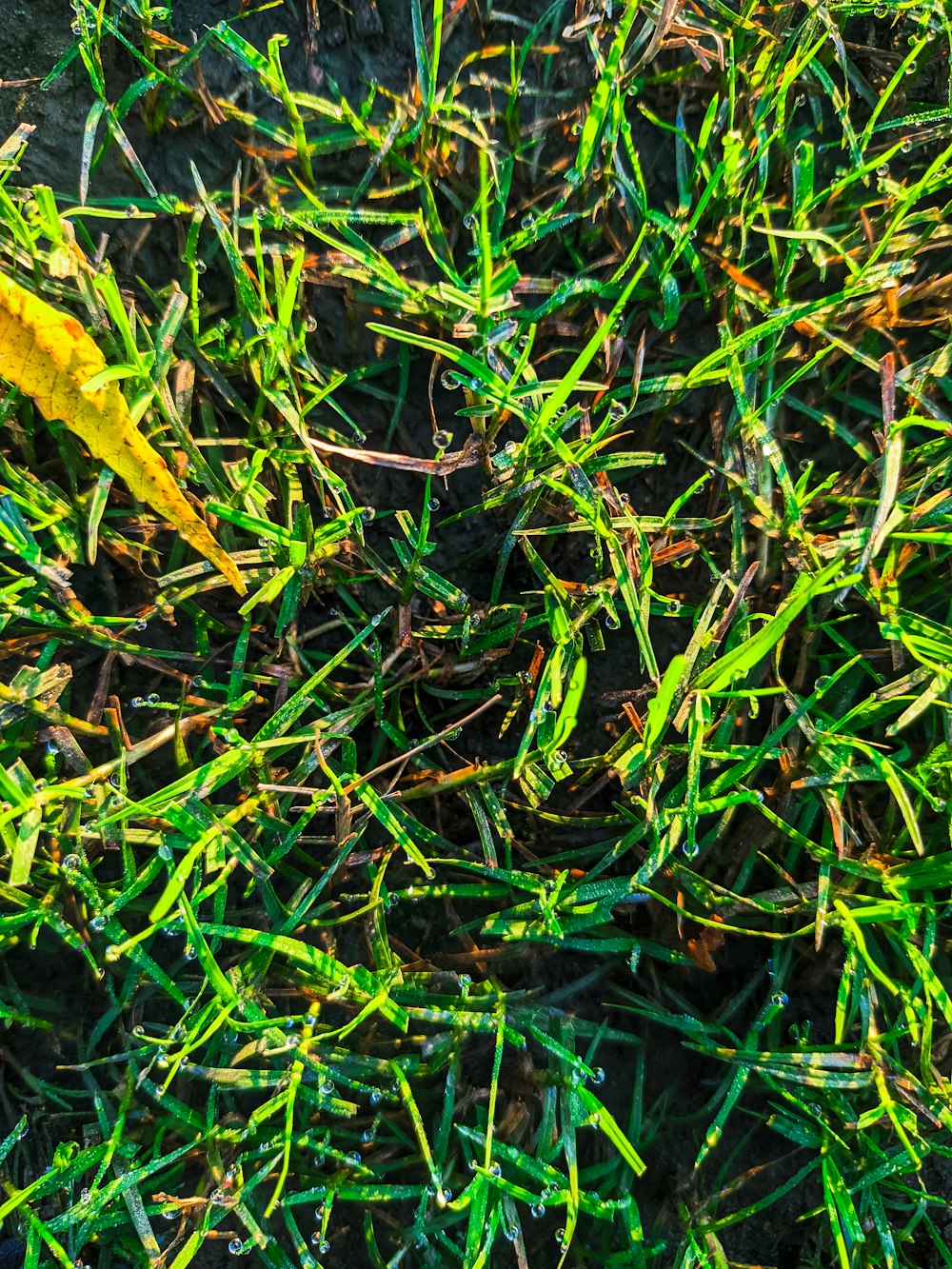 a yellow leaf laying on top of a lush green field