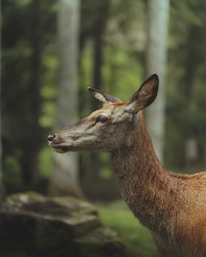 a deer standing in a forest with trees in the background