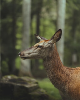 a deer standing in a forest with trees in the background