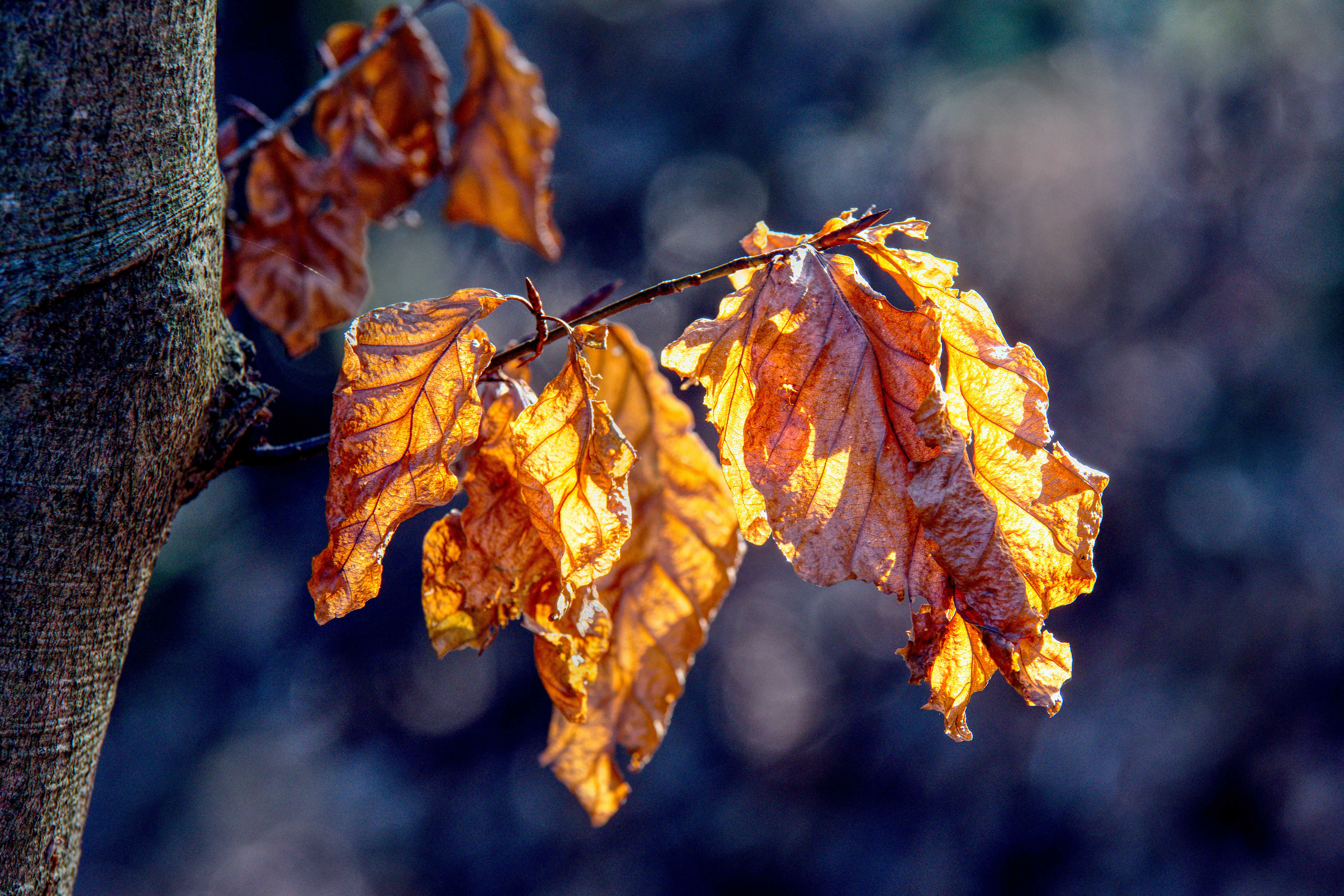 Photo by pixtresa