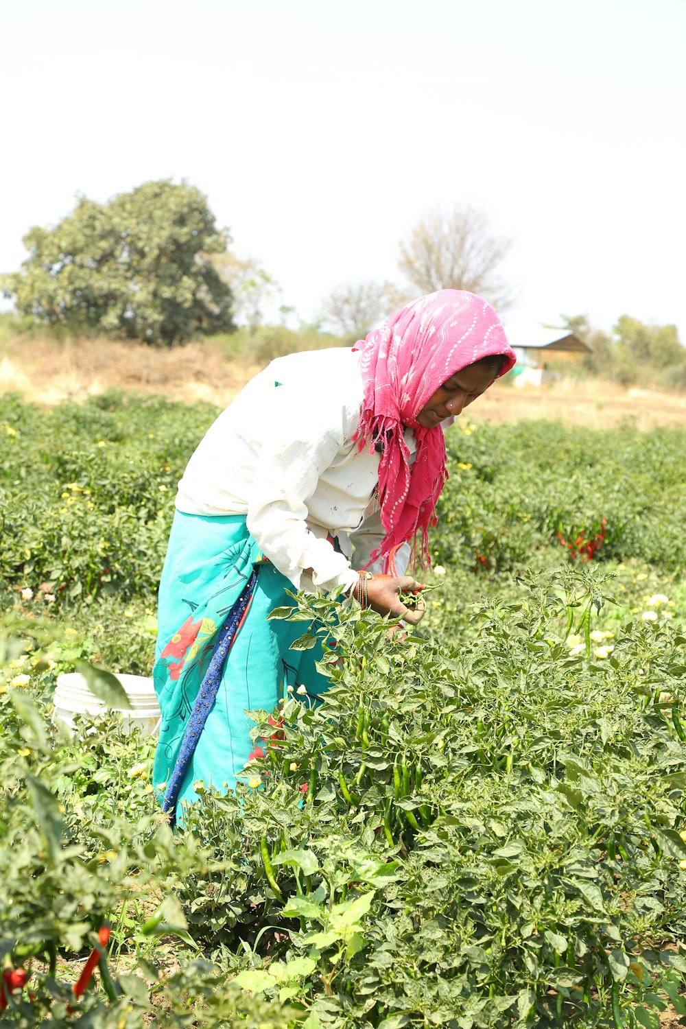 a woman picking tomatoes in a field