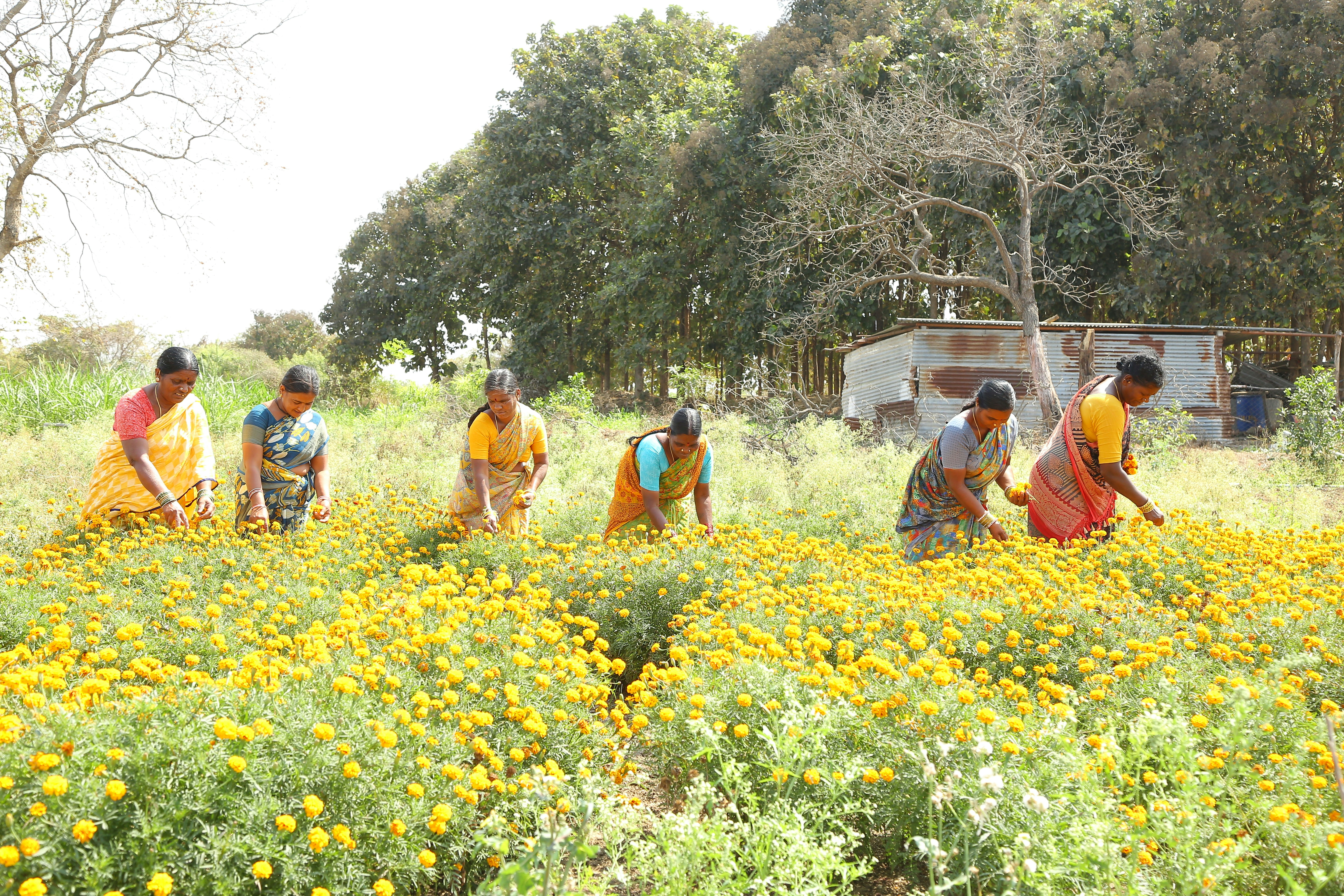 a group of people in a field of flowers