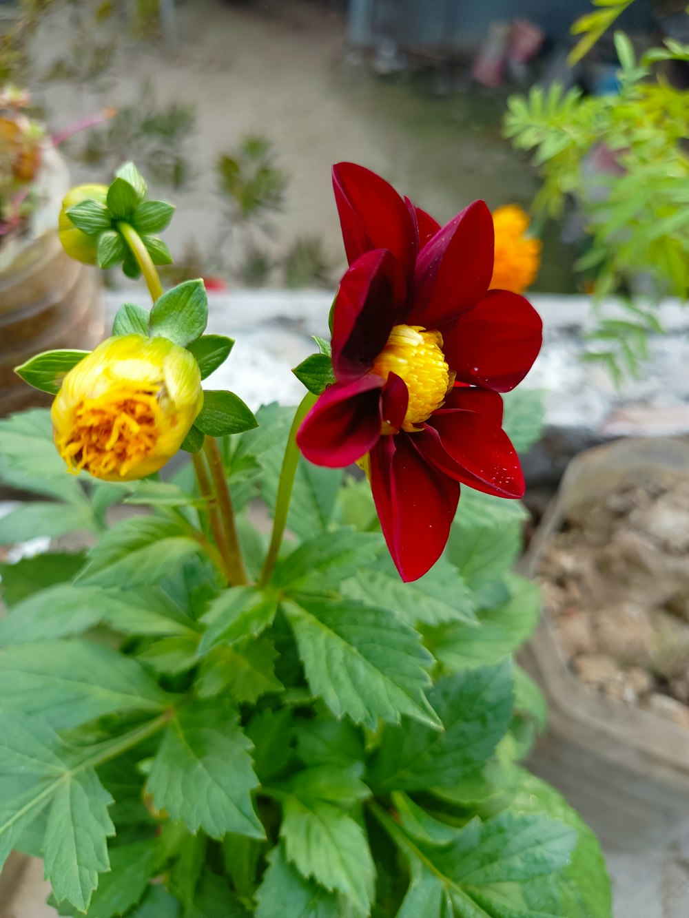 a red and yellow flower with green leaves