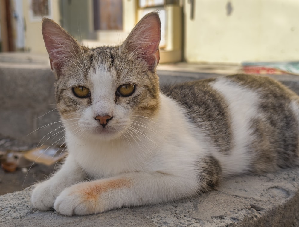 a cat is laying down on a ledge