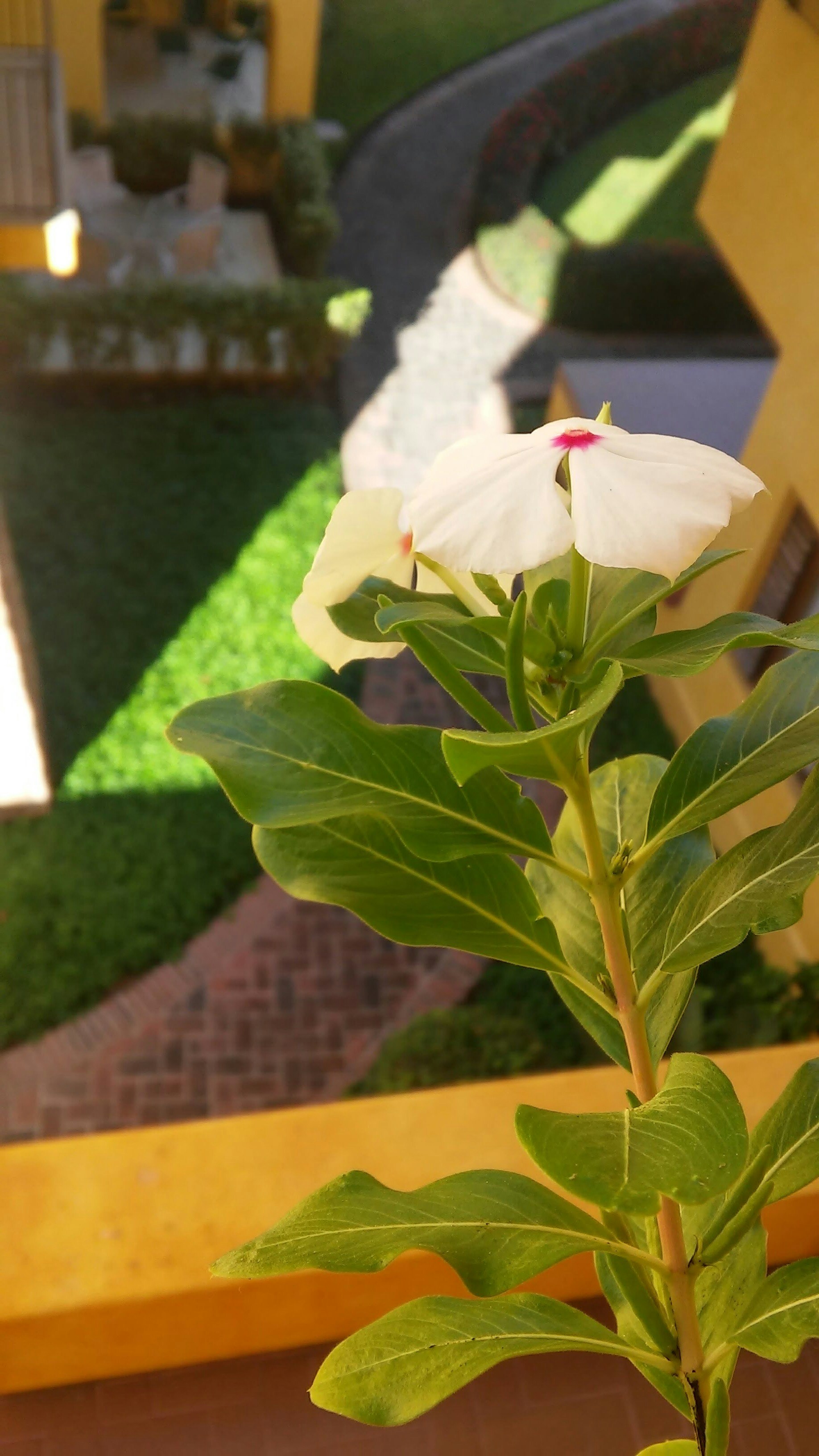 a white flower sitting on top of a wooden table