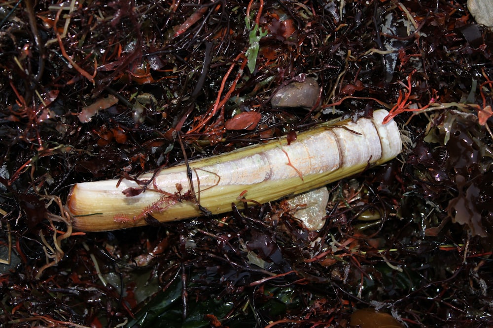 a close up of a piece of food on the ground