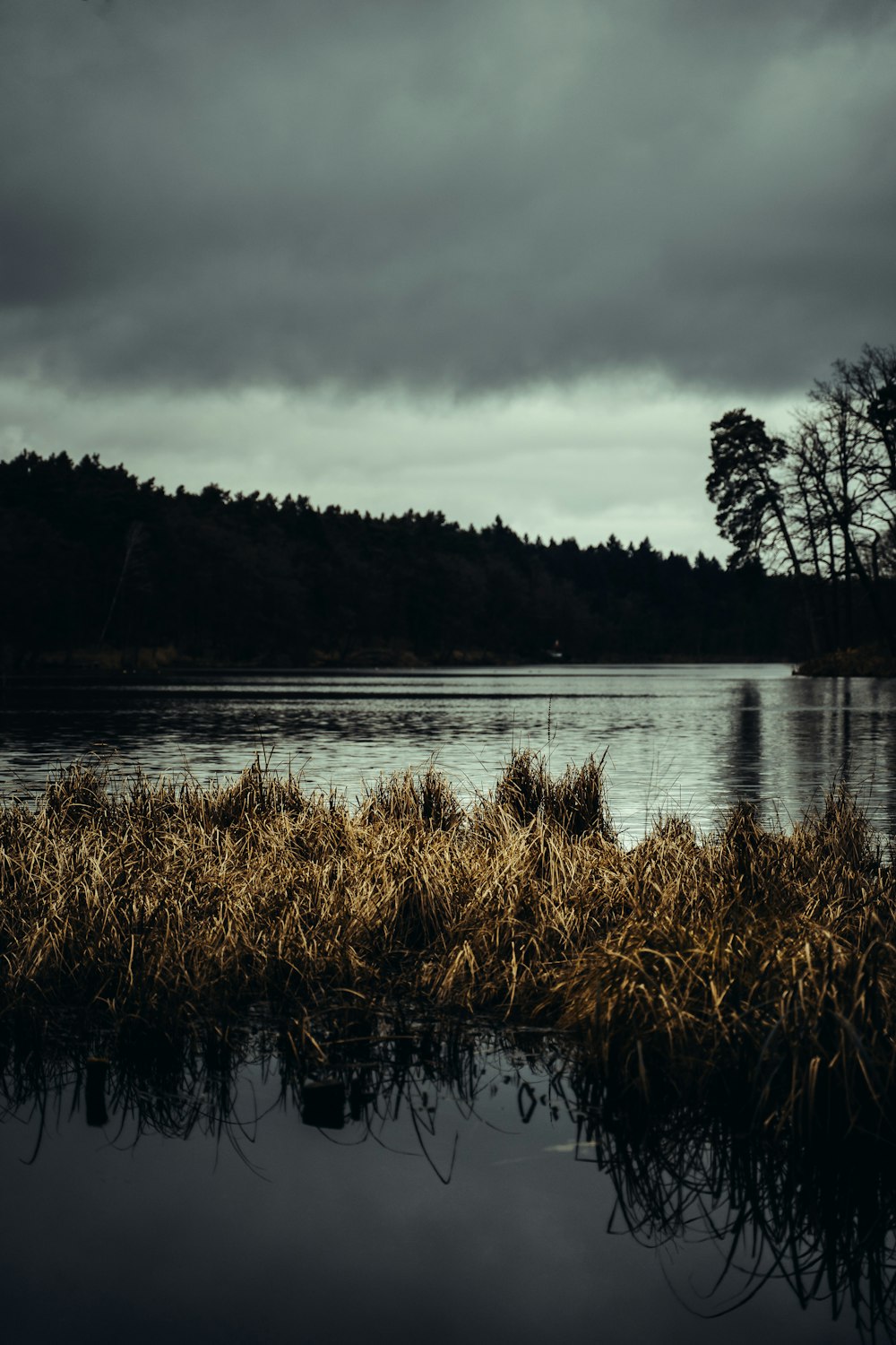 a body of water surrounded by grass and trees