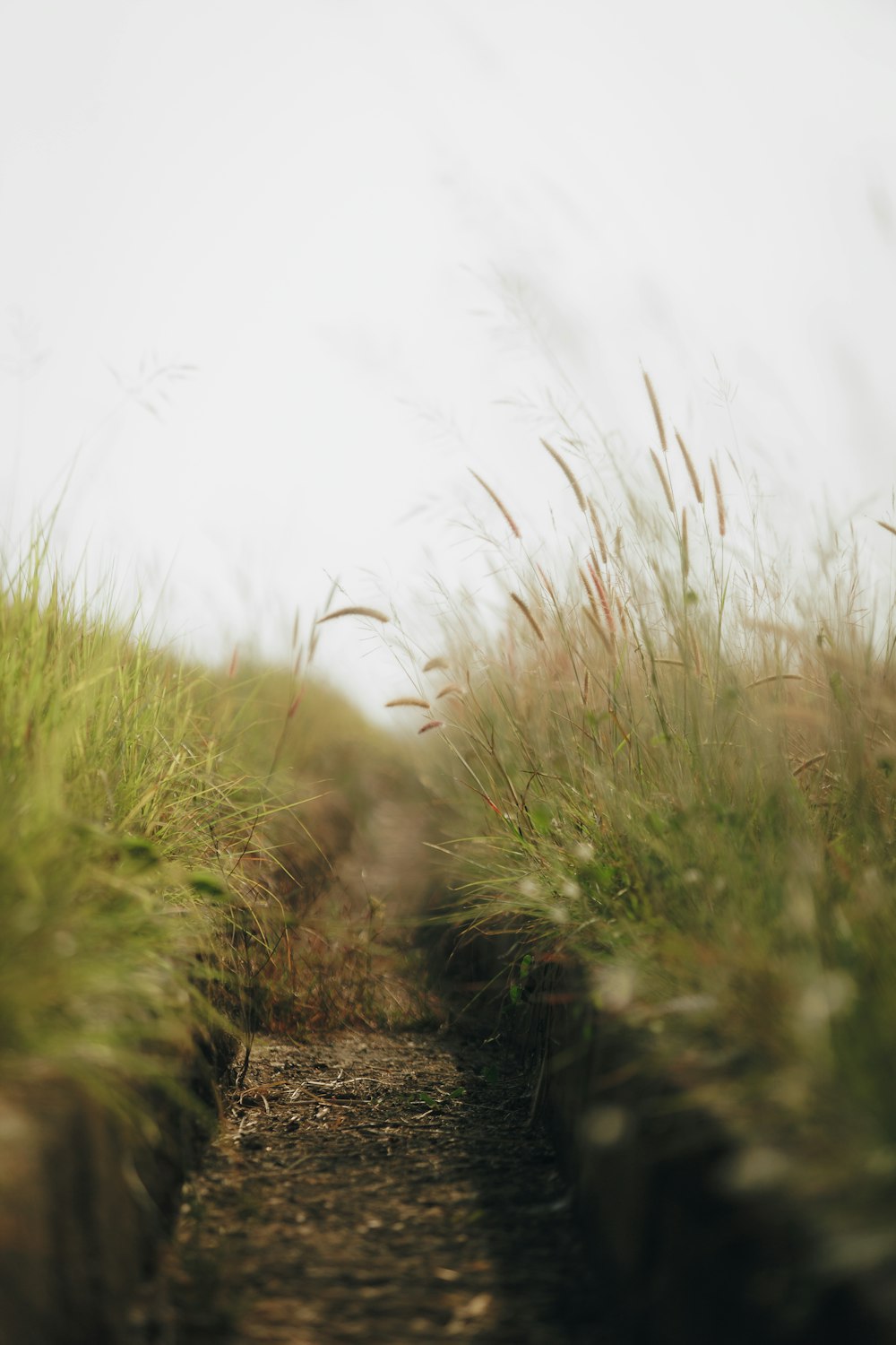 un camino a través de un campo de hierba alta