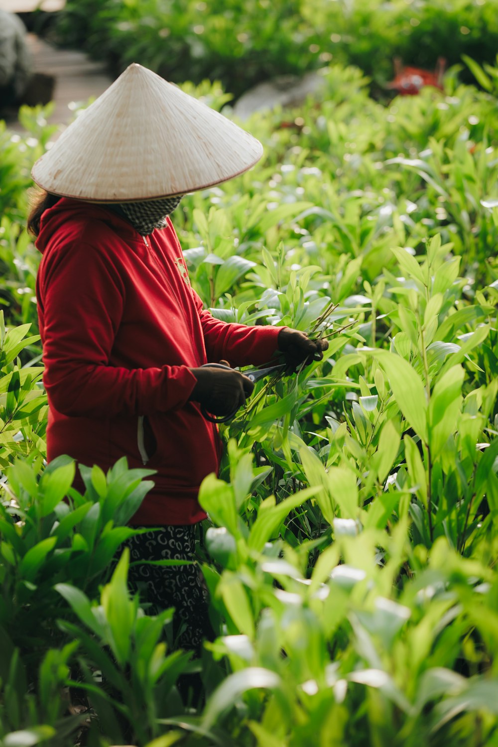 a woman wearing a hat in a field of green plants