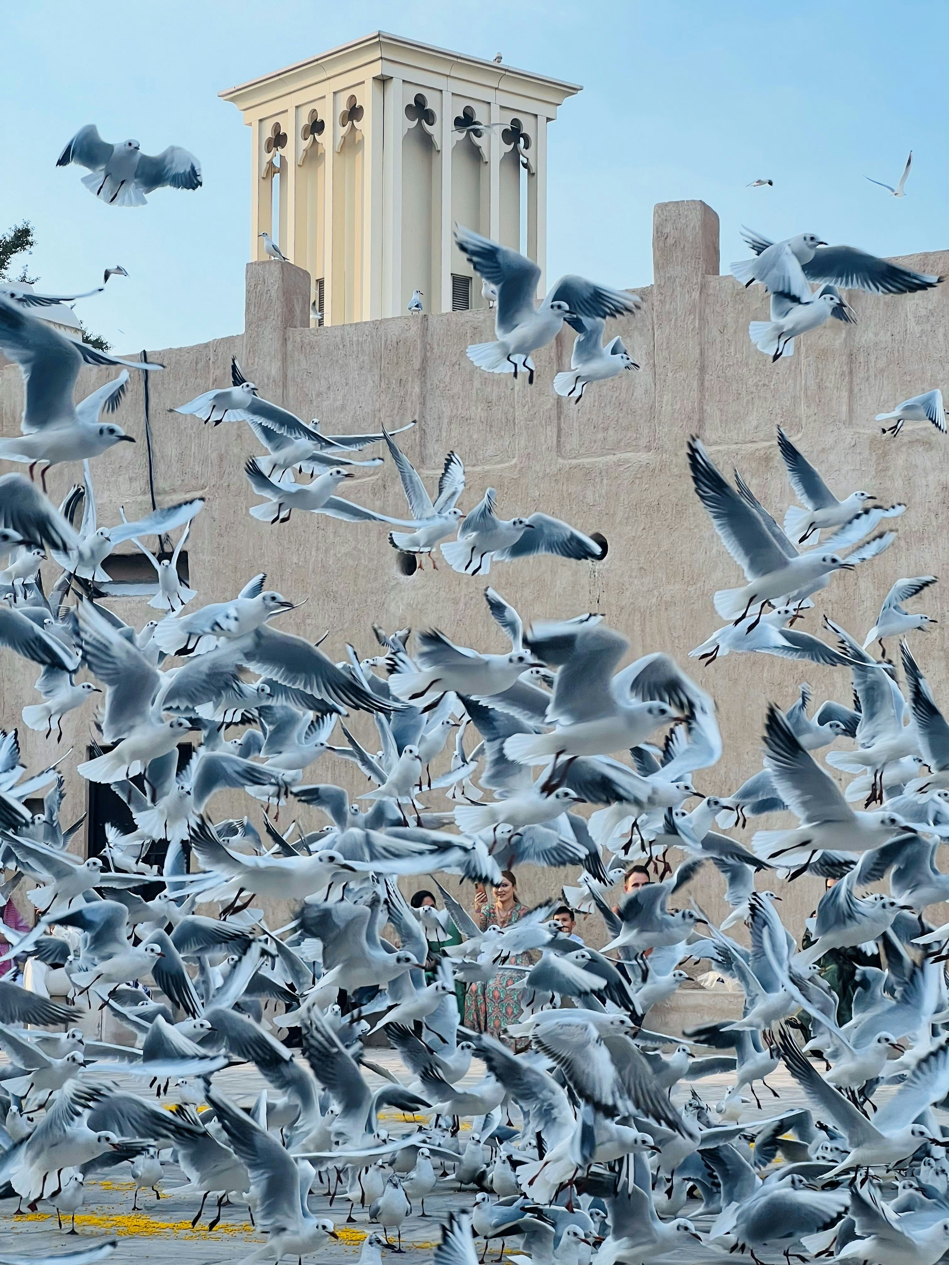 建物の上を飛ぶ鳥の群れ