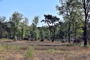 a grassy field with trees and bushes in the background