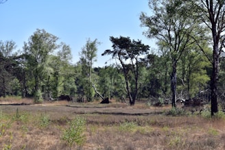 a grassy field with trees and bushes in the background