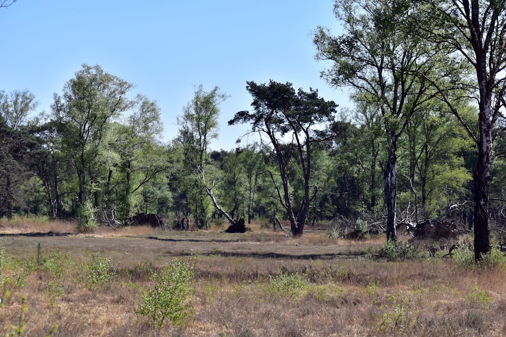 a grassy field with trees and bushes in the background