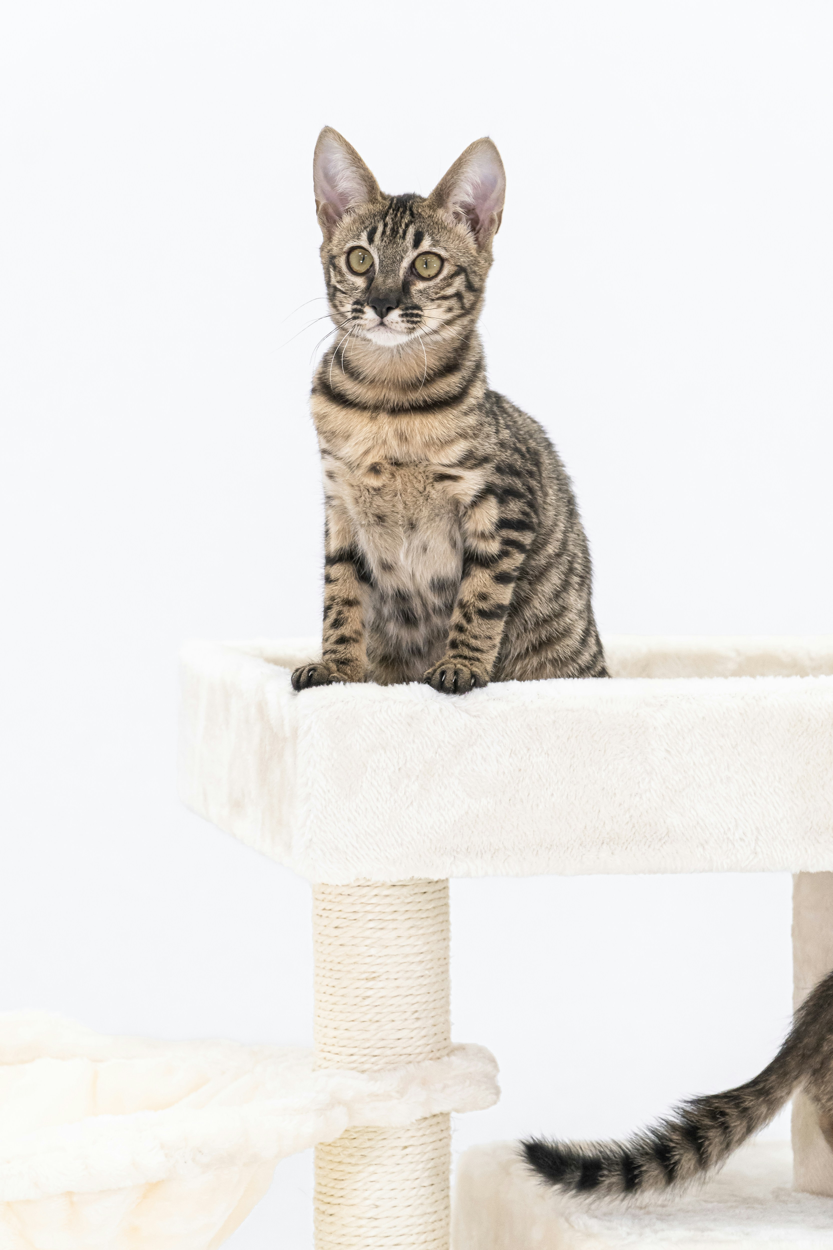 a cat sitting on top of a cat tree