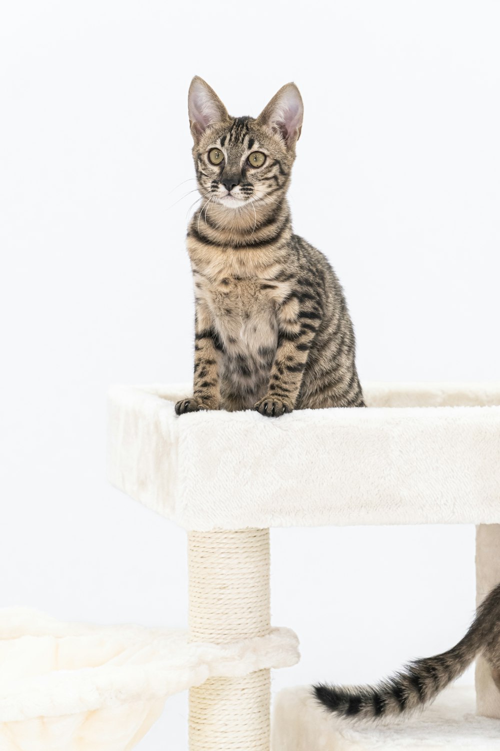 a cat sitting on top of a cat tree