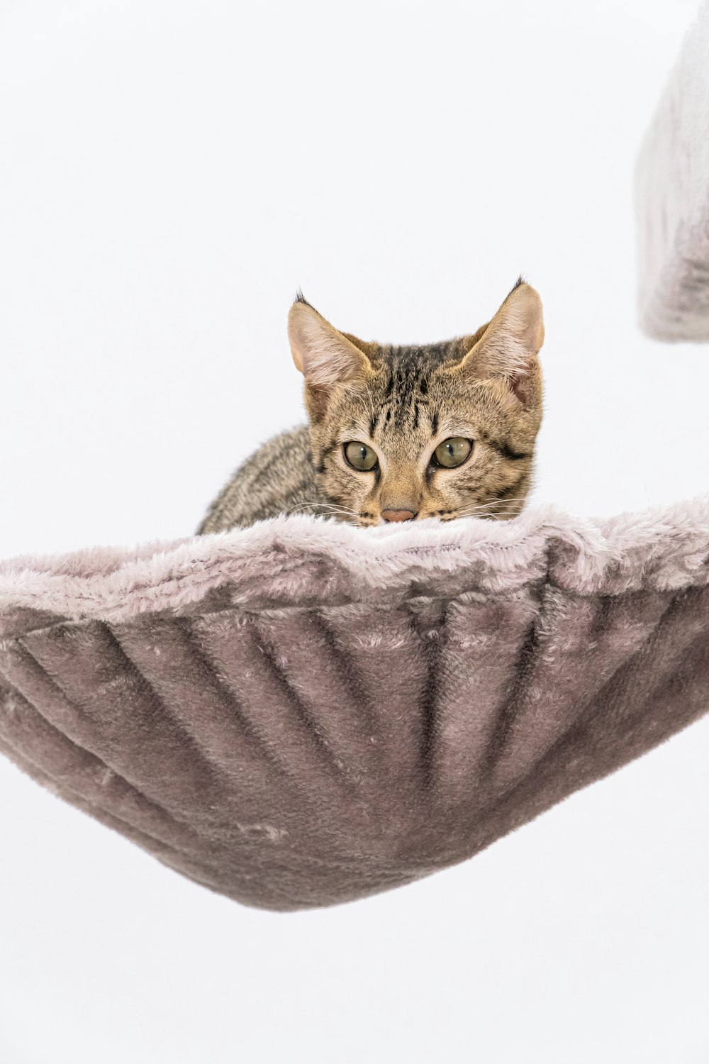 a cat laying on top of a cat tree