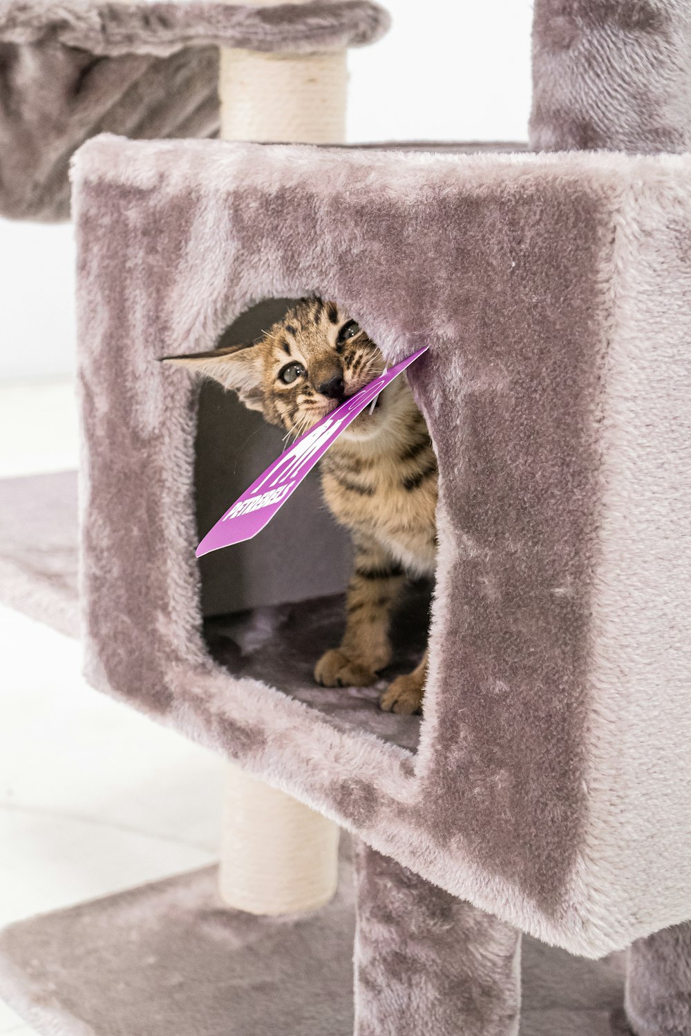 a small kitten sitting inside of a cat tree