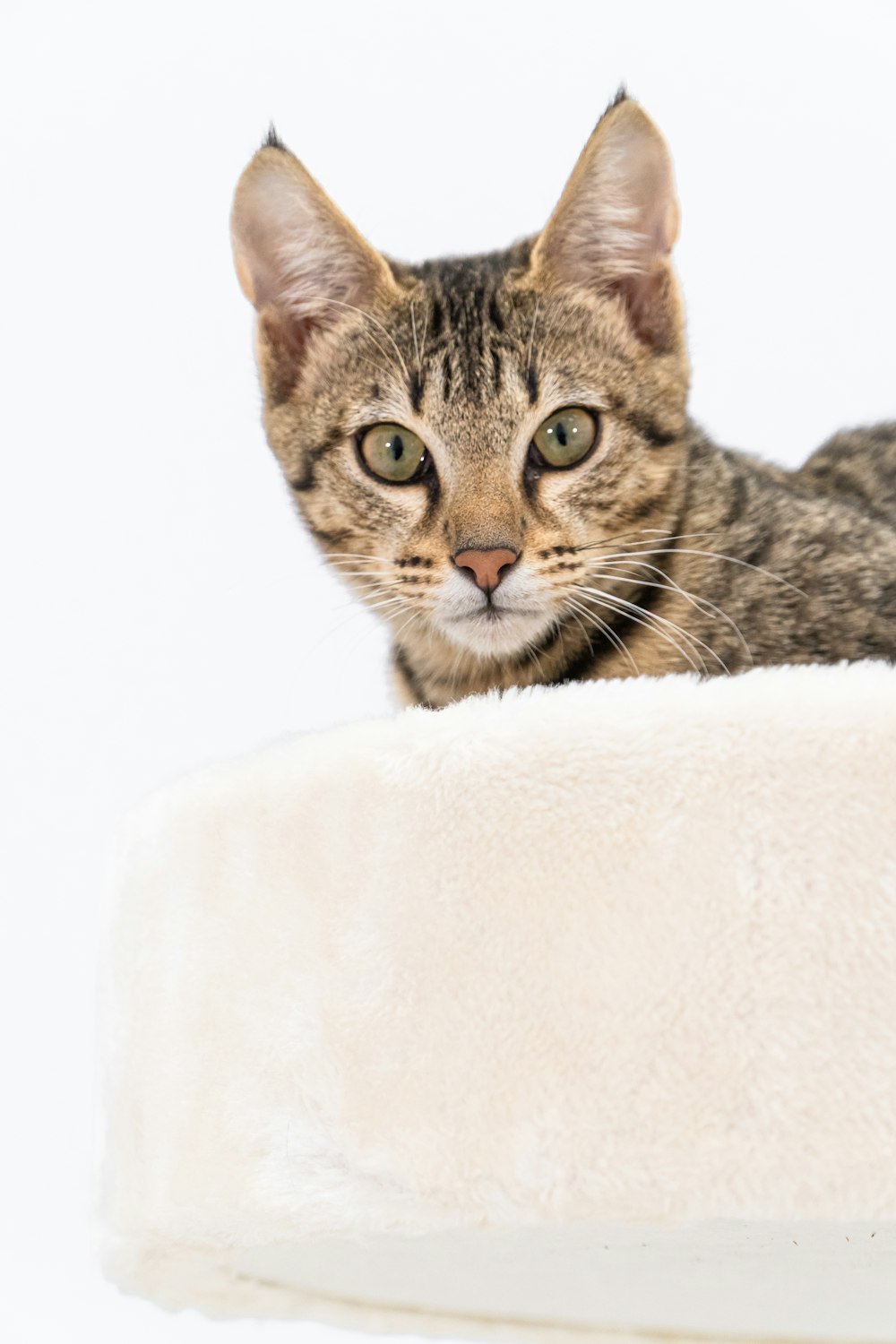 a cat sitting on top of a white pillow