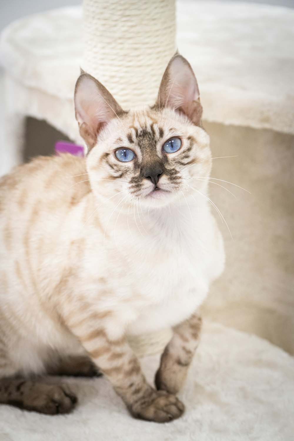 a cat sitting on top of a scratching post