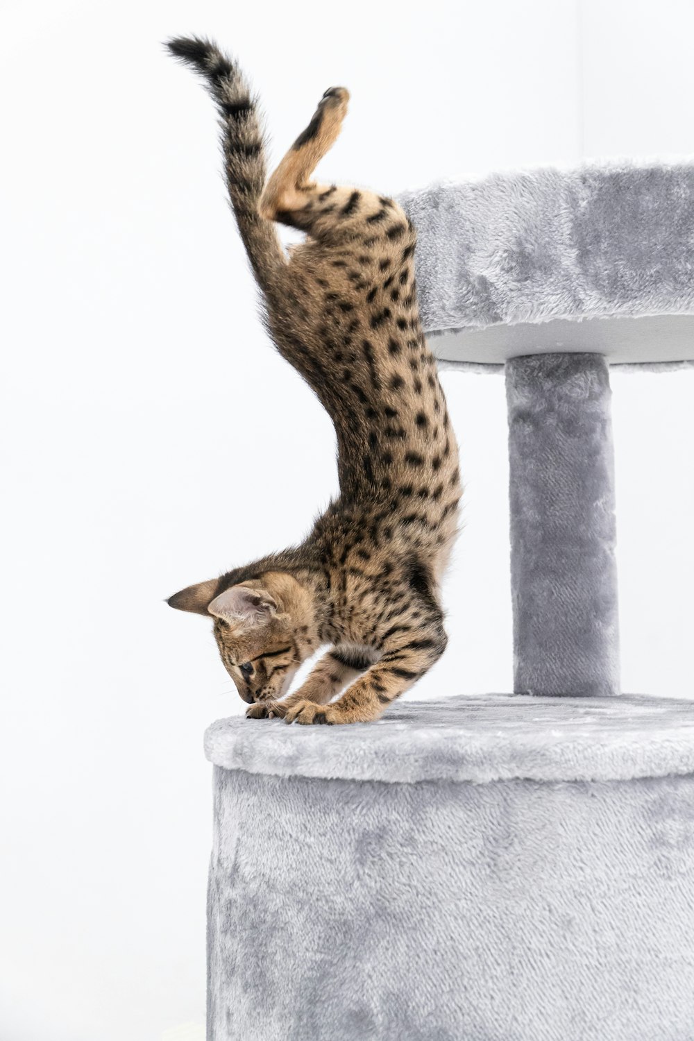 a cat jumping up into the air on top of a chair