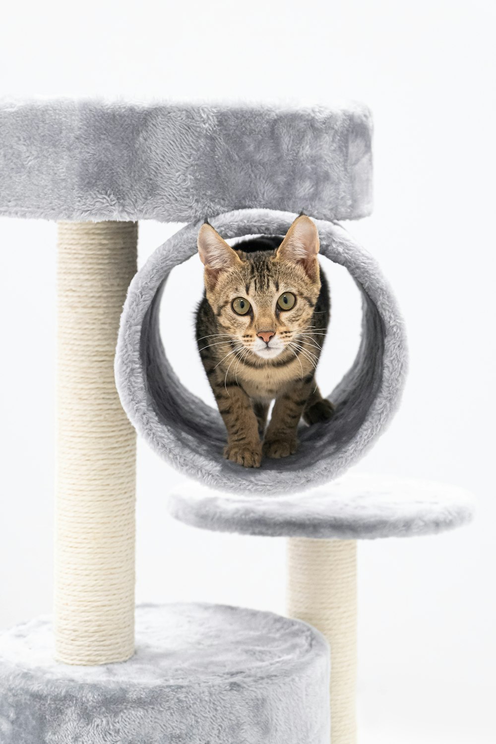 a cat is looking out of a cat tree