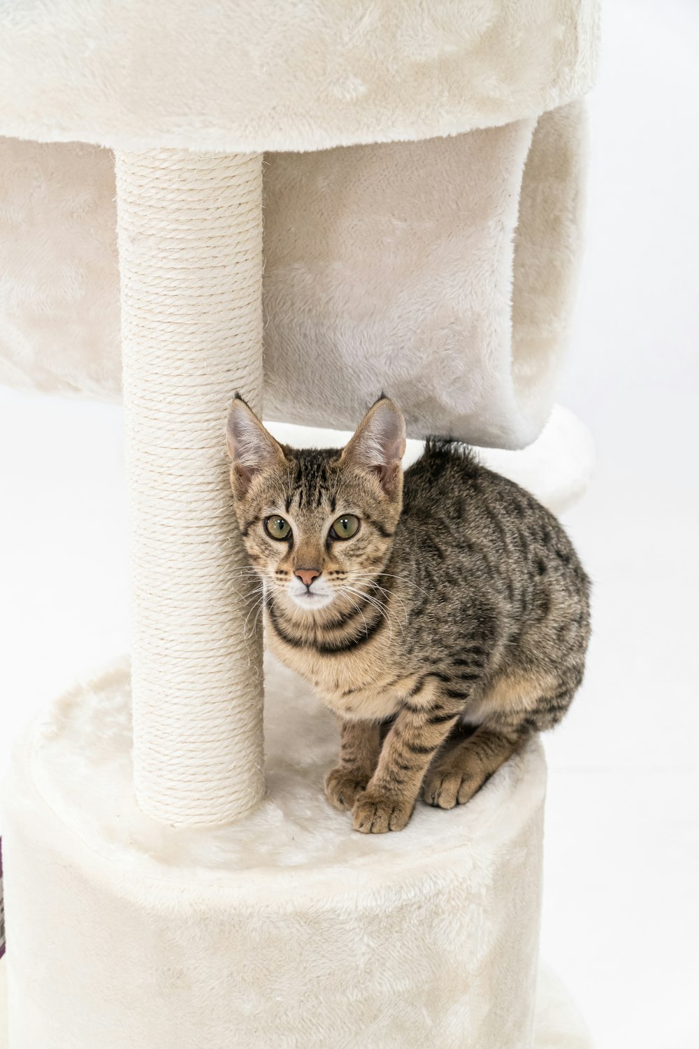 a cat sitting on top of a cat tree