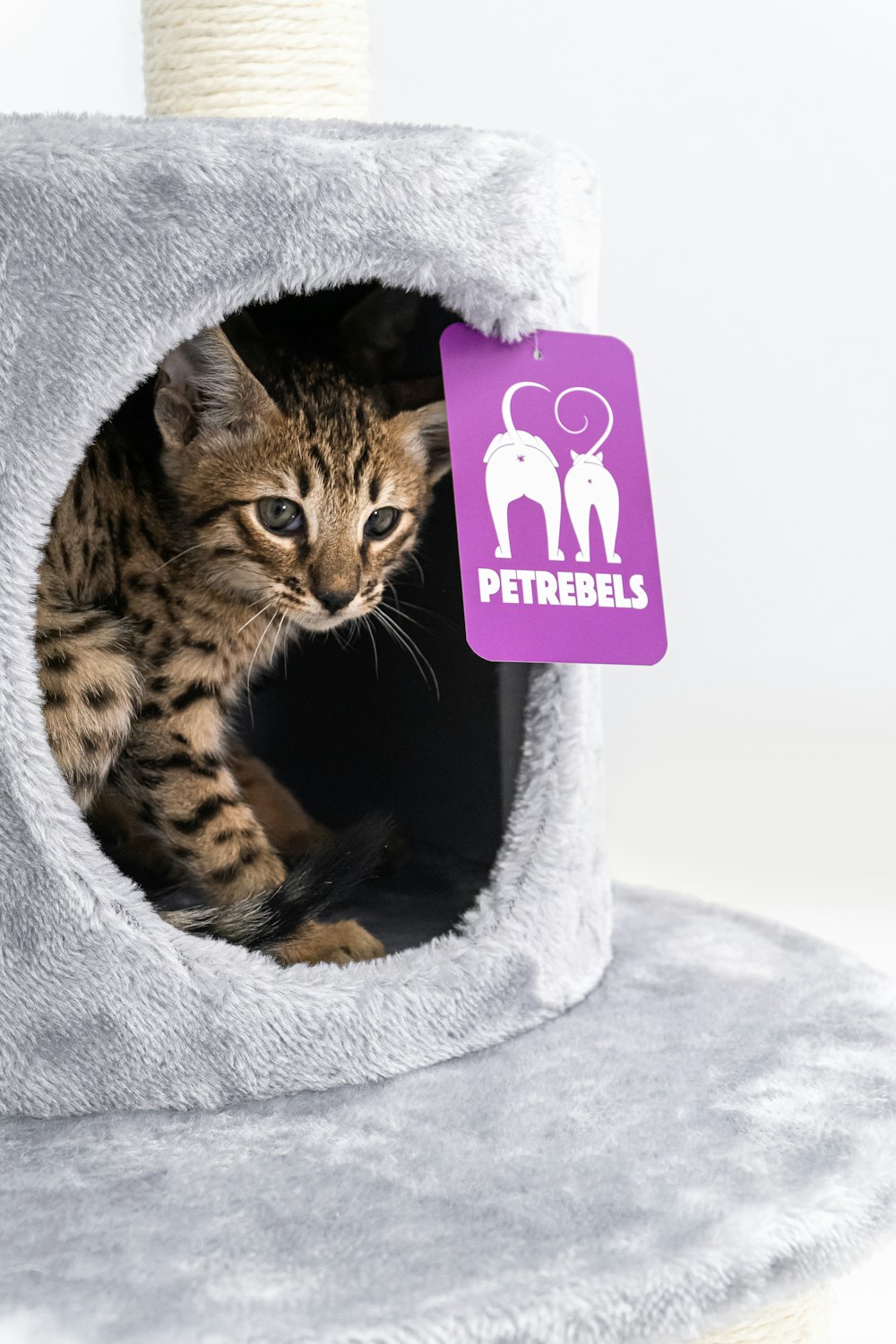 a small cat sitting inside of a cat tree