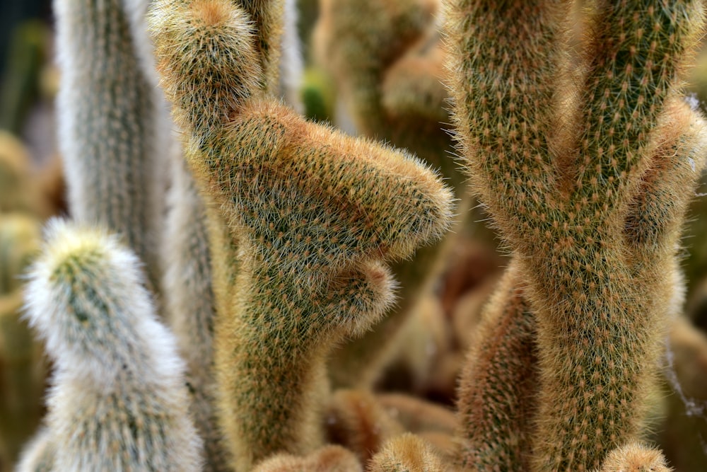 un primo piano di un mazzo di piante di cactus