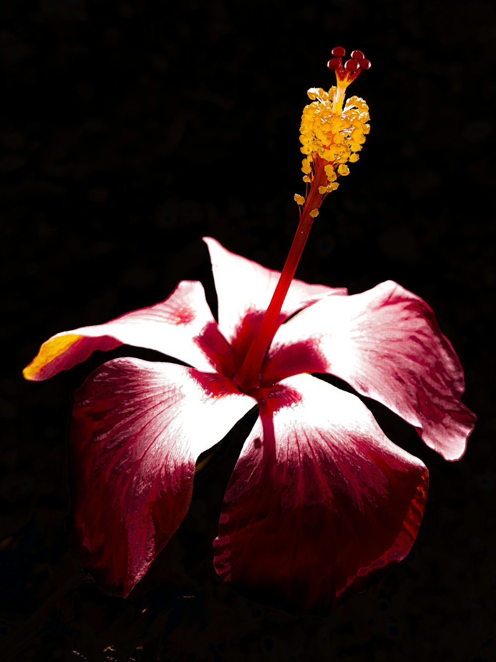 a red and white flower with a yellow stamen