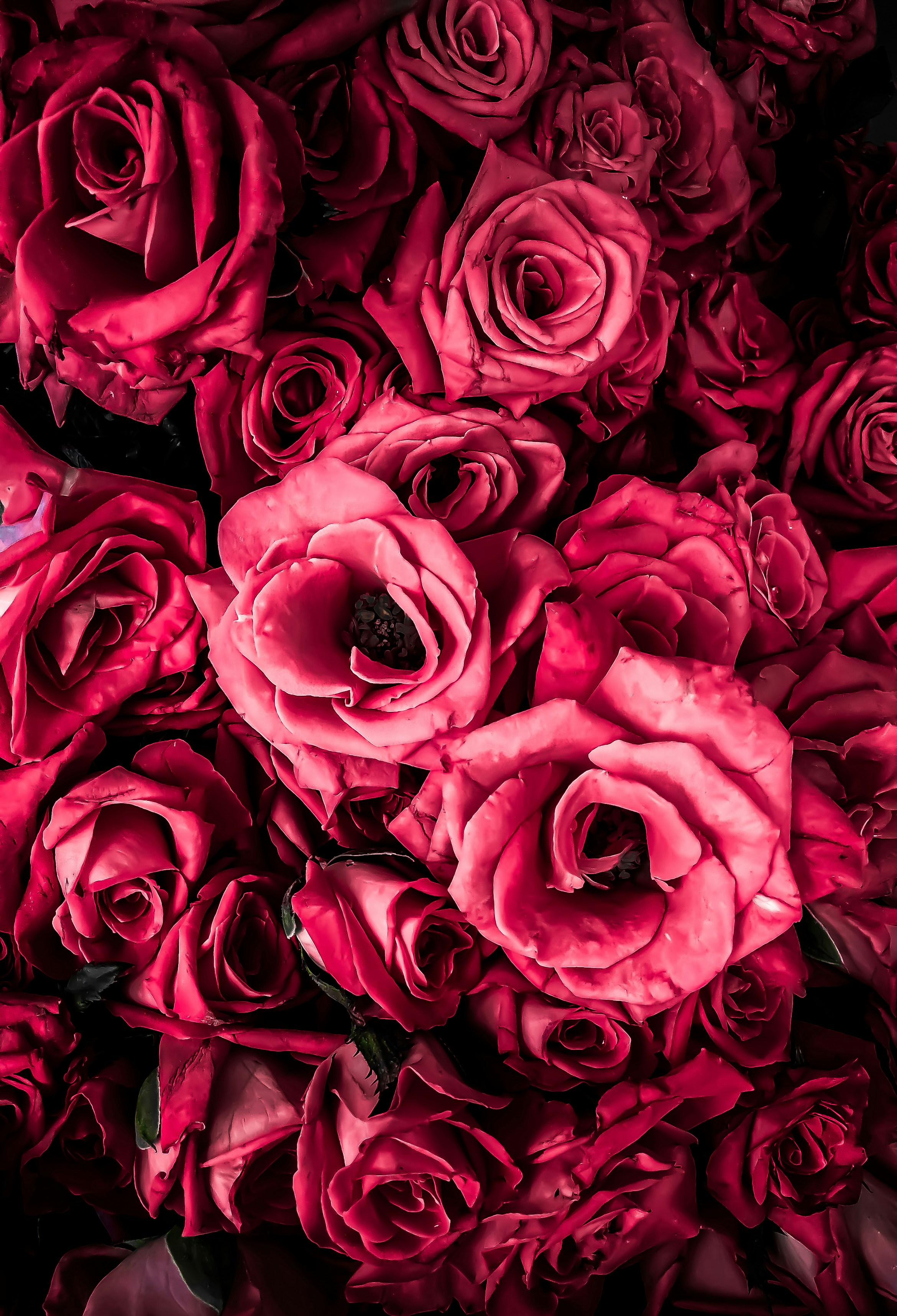 a bunch of red roses that are very large