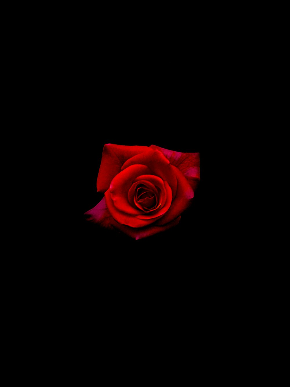 a single red rose on a black background