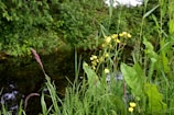 a field with yellow flowers next to a stream