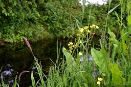 a field with yellow flowers next to a stream
