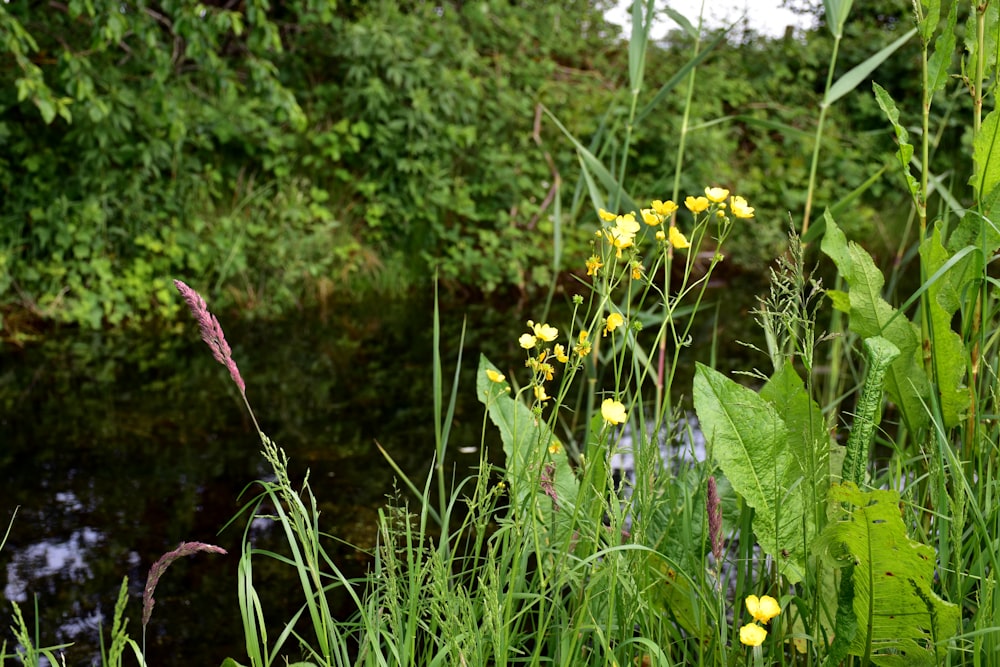 a field with yellow flowers next to a stream