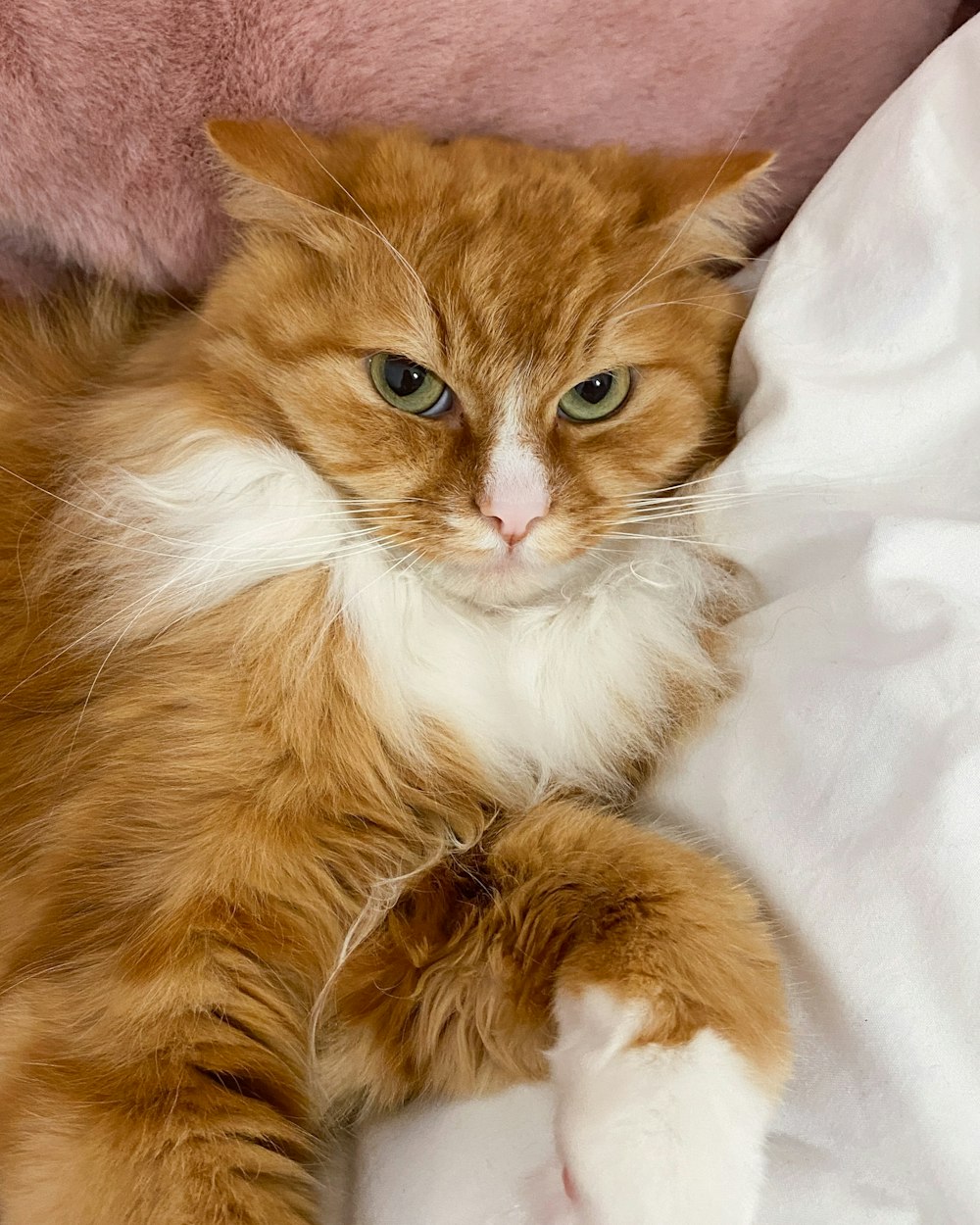 an orange and white cat laying on top of a bed