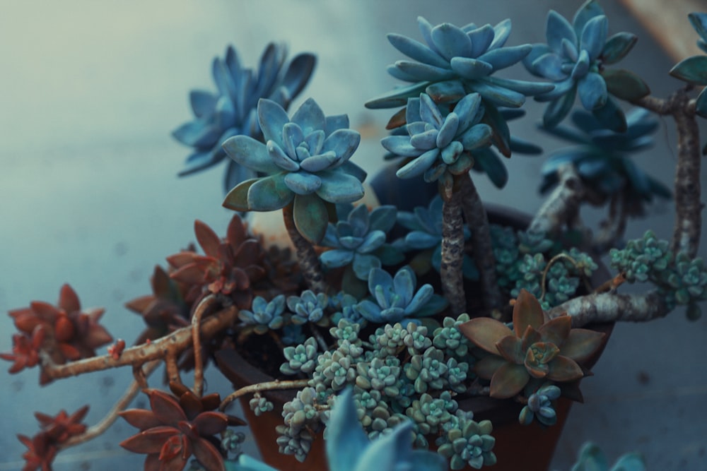 um close up de um vaso de planta com flores azuis
