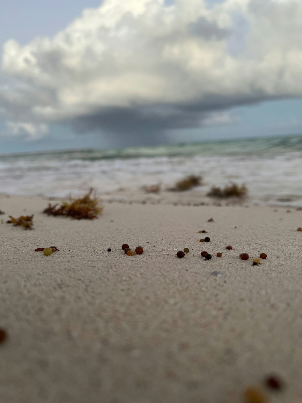 a close up of a beach with sand and seaweed